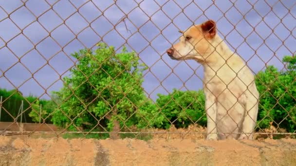 Abandoned cute dog behind bars. Hungry pet is asking for food. — Vídeos de Stock