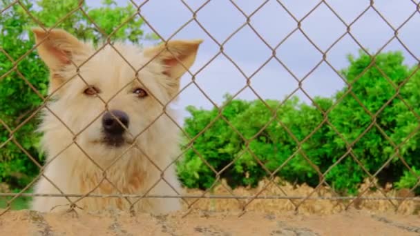 Abandoned cute dog behind bars. Hungry pet is asking for food. — 비디오