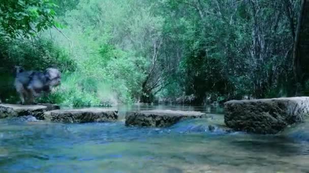 可爱的灰色毛茸茸的小狗穿过一条河 动物在石头上跳跃 背景上有茂密叶子的绿色森林 — 图库视频影像