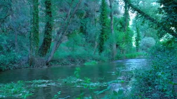美丽的大自然 绿叶茂密 河流清澈 绿色的森林和流淌的河流 树上长满了树叶 全景绿化景观 — 图库视频影像