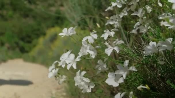 Man Walking Backpack Male Hiking Nature Green Forest Landscape Close — Video