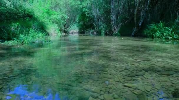 Płynąca Woda Białym Topolem Zielonym Lesie Piękno Natury Bujnymi Liśćmi — Wideo stockowe