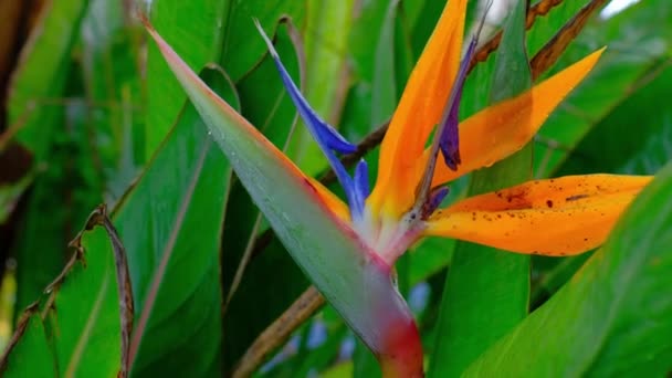 Strelitzia Tropicale Fiore Sotto Pioggia Gocce Pioggia Colore Verde Uccello — Video Stock