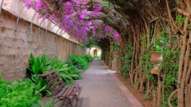 Pembe İspanyol begonvillerinin açtığı parkta güzel bir tünel. Dalları olan romantik büyülü bir atmosfer. Doğa manzarası yatay video.