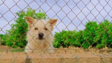Parmaklıklar ardında terk edilmiş sevimli bir köpek. Aç evcil hayvan yemek istiyor. Üzgün hayvan gözlerini kapat. Barınakta evlat edinilmeyi bekleyen yalnız bir köpek. Hayvanlara kötü muamele. Yatay yüksek kaliteli video.
