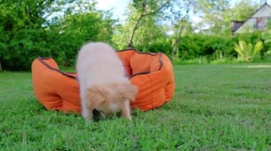 Small cute Chihuahua puppy playing outdoors. Long-haired pet miniature dog with brown hair. Adorable little friend. Companion friendly dog. Playful funny purebred canine. Slow motion. 