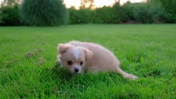 Small Cute Chihuahua Puppy Playing Outdoors Sunset Long Haired Pet — Stockvideo