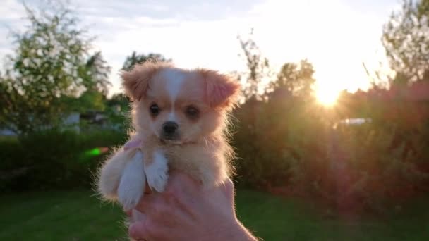 Hand Holding Small Cute Chihuahua Puppy Sunset Long Haired Pet — Stock video