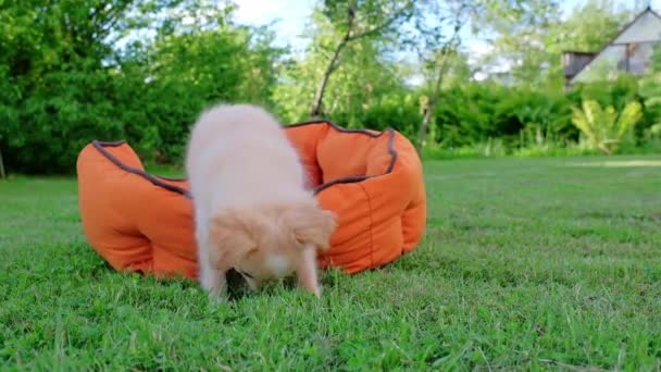 Μικρό Χαριτωμένο Κουτάβι Chihuahua Παίζει Εξωτερικούς Χώρους Μακρυμάλλης Σκύλος Μινιατούρα — Αρχείο Βίντεο