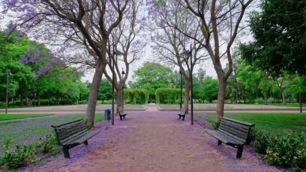 Beau Parc Avec Jacaranda Pourpre Fleurs Ambiance Magique Romantique Feuillage — Video