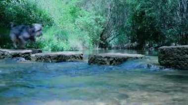Küçük sevimli gri tüylü köpek nehri geçiyor. Hayvan taşların üzerinde zıplıyor. Taşlı köprü. Arkasında yemyeşil yapraklar olan yeşil orman.. 