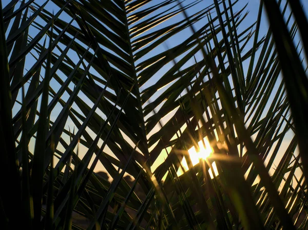 Close-up of palm leaves. The sky of golden hour of sunset, sun with sun beams breaks through silhouettes of a palm leaf. Nature background.