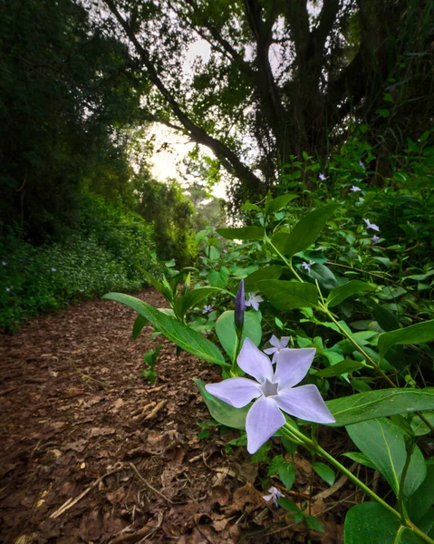 Magical Green Fairytale Forest Sunset Close Purple Flower Mystic Atmosphere —  Fotos de Stock