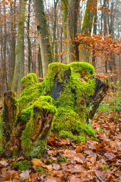 Moss Grows Moist Trees Beautiful Close Nature Green Forest High — Stockfoto