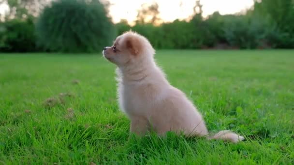 Μικρό Χαριτωμένο Κουτάβι Chihuahua Παίζει Εξωτερικούς Χώρους Στο Ηλιοβασίλεμα Μακρυμάλλης — Αρχείο Βίντεο