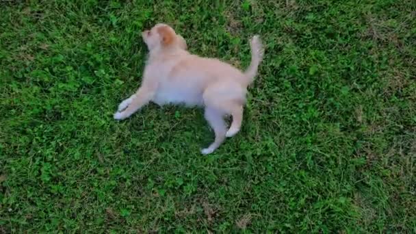 Small Cute Chihuahua Puppy Playing Outdoors Green Grass Long Haired — Vídeos de Stock