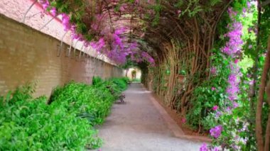 Pembe İspanyol begonvillerinin açtığı parkta güzel bir tünel. Dalları olan romantik büyülü bir atmosfer. Doğa manzarası yatay video.
