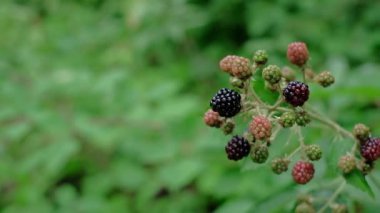Ormandaki yabani böğürtlenleri kapatın. Blackberry ormanda yetişiyor. Arka plan bulanık. Yavaş çekim, tam HD.
