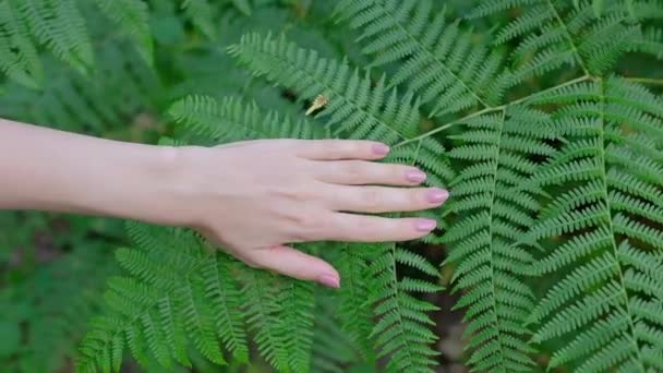 Mano Una Mujer Toca Suavemente Planta Del Helecho Hojas Verdes — Vídeo de stock