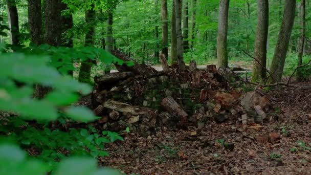 Przerażająca Postać Lesie Układanie Kłód Lesie Zielona Dzikość Drzewa Liście — Wideo stockowe
