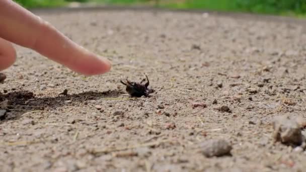 Close Laying Bug Ground Man Saving Animal Picking Finger Dung — Stock Video