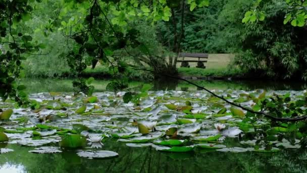 Lindos Lírios Flores Lago Parque Com Banco Madeira Árvores Folhas — Vídeo de Stock