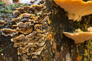 Yosun ve mantarlar ağaçtaki nemli ağaçlarda yetişir. Mantarlara yakın çekim. Doğanın güzel yakın çekimi. Yeşil orman. Yüksek kalite fotoğraf. 