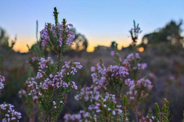 Gün batımında çiçek açan bruguera çiçekleri olan güzel bir çiçek arkaplanı. Ağaçtaki pembe çiçekler. Mor pembe güzel renkler. Doğa arkaplanı. 