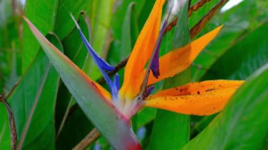 Tropik strelitzia çiçeği yağmur altında. Yağmur damlaları ve yeşil renk. Cennet kuşu Çiçek arkaplanını kapat. 