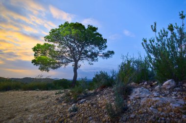 Taş tarlasında duran güzel sihirli ağaç. Gökyüzünde gün batımı ışığı. Yüksek kalite fotoğraf