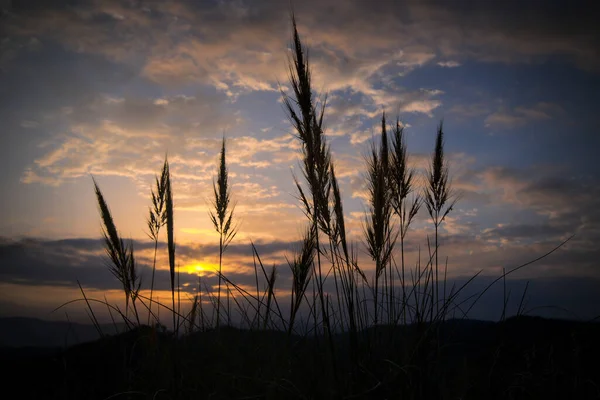 Krásný Západ Slunce Přírodní Pozadí Siluety Pampas Grass Vysoká Kvalita — Stock fotografie