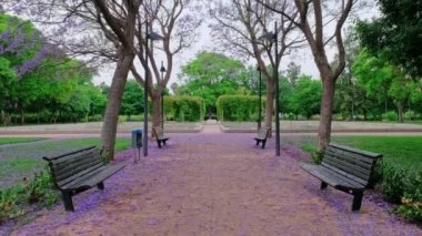 Mor jakarandası olan güzel bir park. Romantik büyülü atmosfer. Yeşil yemyeşil yapraklar. Yaz doğası. 