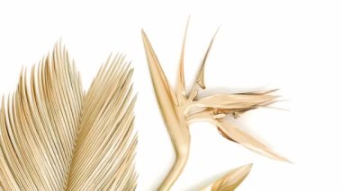 Altın tropikal palmiye yaprağı ve Strelitzia çiçeği. Beyazda izole edilmiş. Yüksek kaliteli doğa videosu. Metin için boş alan. Egzotik moda modern arka plan. Yaz arkaplanı. Çiçekli cennet kuşu.