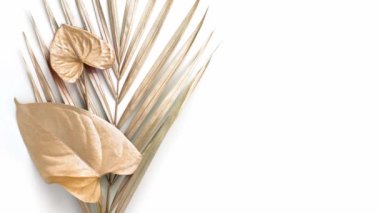 Altın tropikal palmiye yaprağı ve bir Anthurium çiçeği. Beyazda izole edilmiş. Yüksek kaliteli doğa videosu. Metin için boş alan. Egzotik moda modern arka plan. Yaz arkaplanı. 