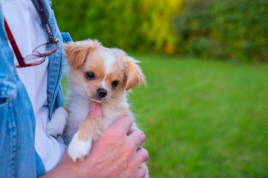 Gün batımında dışarıda oynayan küçük şirin bir Chihuahua köpeği. Kahverengi saçlı, uzun saçlı, minyatür bir köpek. Sevimli küçük arkadaş. Arkadaş canlısı köpek. Eğlenceli safkan köpek yavrusu.. 