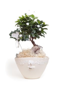 bonsai ağacı. Düğün hediyesi beyaz