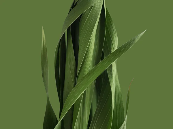 Yeşil Arka Planda Bir Bitkinin Birbirine Sarılmış Yeşil Yaprakları Sağlık — Stok fotoğraf