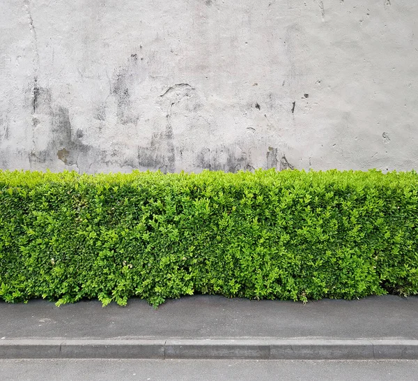 Fragment Urban Concrete Building Wall Asphalt Pavement Hedge Template Source — Stock Photo, Image