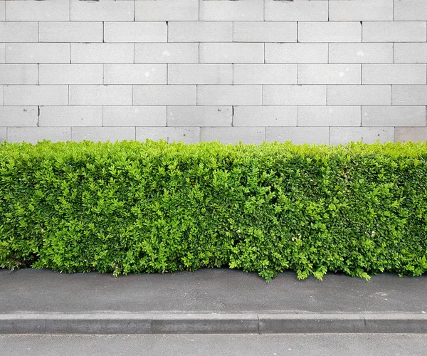 Fragment Städtischer Weißer Blockmauer Bürgersteig Und Hecke Muster Oder Quelle — Stockfoto