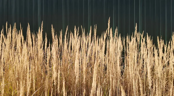 Sonnenbeschienene Landwirtschaft Grünen Zaun Hintergrund Ernte Sommer Hintergründe Und Tapeten — Stockfoto