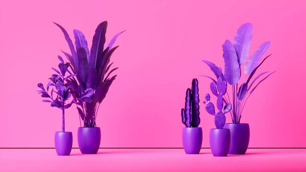 Set Purple Plants Purple Pots Isolated Pink Background Studio Decorative — Stok fotoğraf