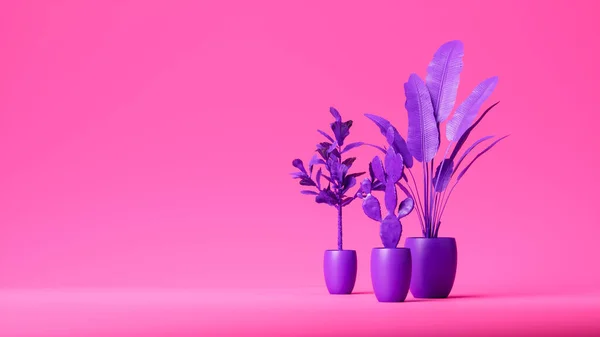 Set Purple Plants Purple Pots Isolated Pink Background Studio Decorative — Foto de Stock