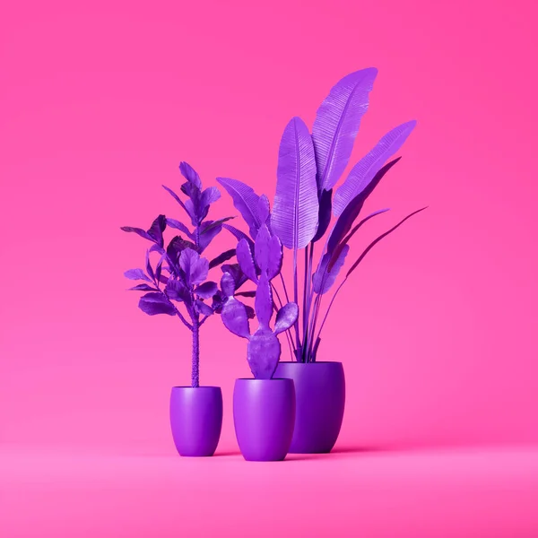 Set Purple Plants Purple Pots Isolated Pink Background Studio Decorative — ストック写真