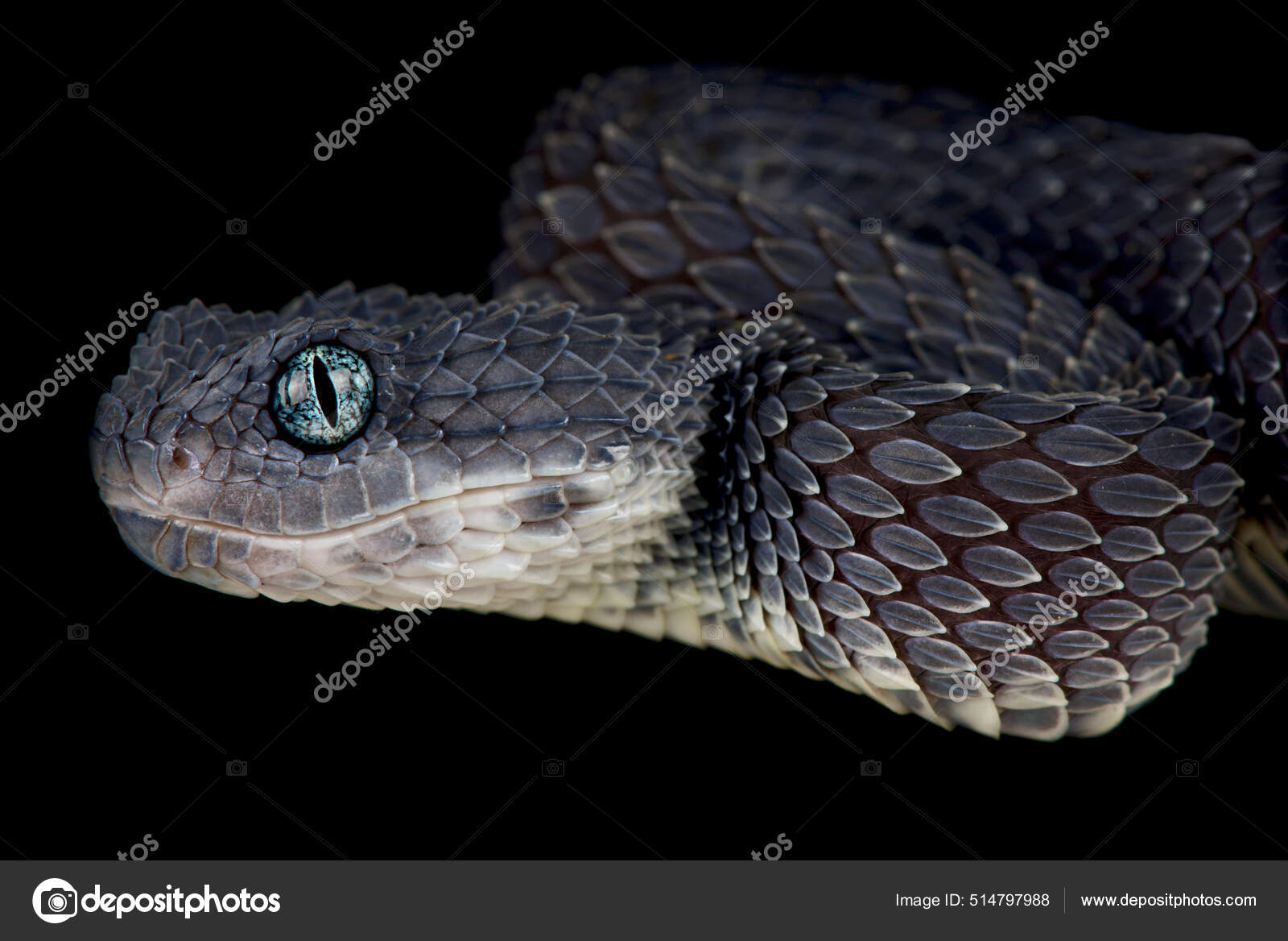 Bush Viper (Atheris squamigera) Black Variation - Venomous Snake Stock  Photo