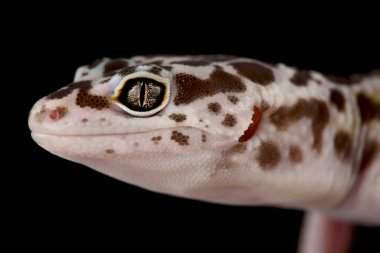 Doğu Hint leopar kertenkelesi (Eublepharis fuscus)