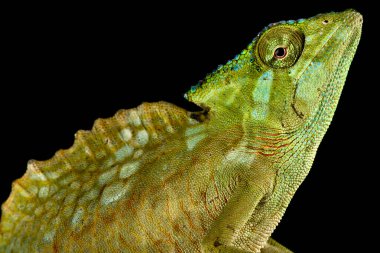 İbikli bukalemun (Trioceros kristali) hayvanı