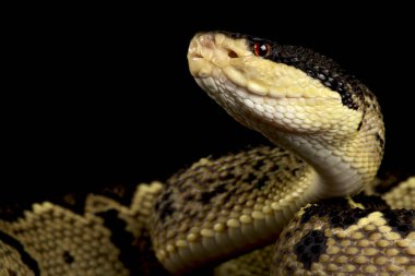 Siyah başlı bushmaster (Lachesis melanocephala)