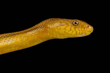 Doğu fare yılanı (Pantherophis alleghaniensis)