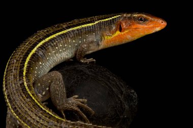Flame bellied girdled lizard (Smaug mossambicus) clipart