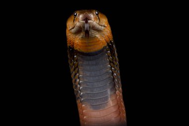 Kırmızı tüküren kobra (Naja pallida)